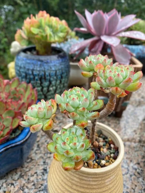 寒露已過,養多肉這些“大動作”可以開搞了,錯過就要等到明年春 寒露已過,養多肉這些“大動作”可以開搞了,錯過就要等到明年春