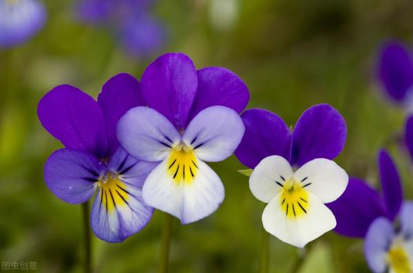 10種在冬季裡常見的耐寒花卉 10種在冬季裡常見的耐寒花卉