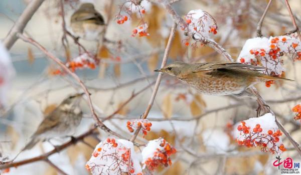 哈爾濱:紅尾鶇雪後覓食 紅色花楸果晶瑩豔美 哈爾濱:紅尾鶇雪後覓食 紅色花楸果晶瑩豔美