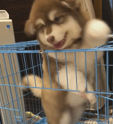 狗界公認“無攻擊性”的幾種狗,城市也能放心養 狗界公認“無攻擊性”的幾種狗,城市也能放心養