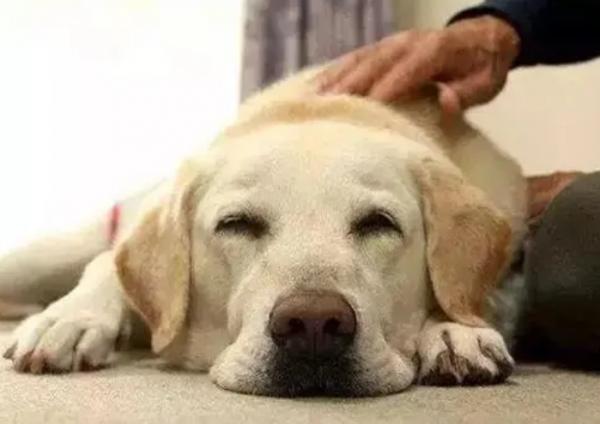 在拉布拉多犬眼裡,主人摸它的頭部,代表這些意思 在拉布拉多犬眼裡,主人摸它的頭部,代表這些意思