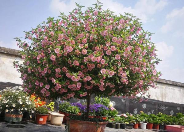 養好小木槿，做到3點，花期更長了，側枝多花量大美美噠