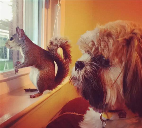 小松鼠說找到新窩啦 小松鼠說找到新窩啦