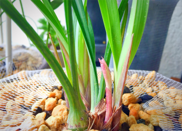 養蘭花換盆如何選擇植料,老花匠教你一招,有效防止僵苗 養蘭花換盆如何選擇植料,老花匠教你一招,有效防止僵苗