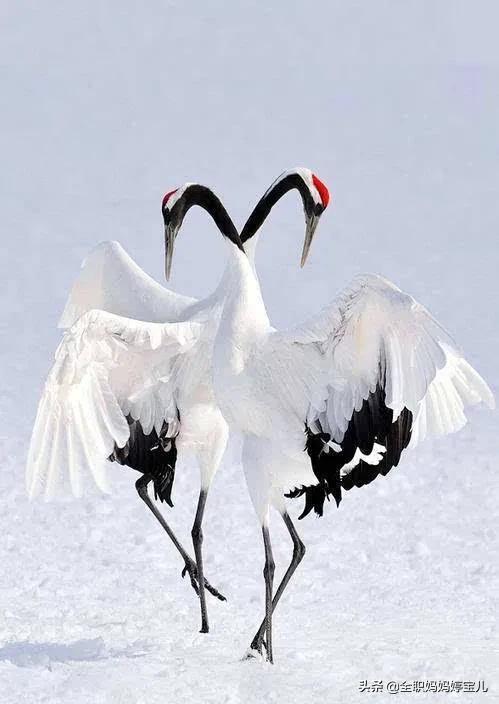 分享——比翼鳥