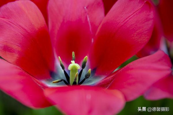 2022新春遊園&mdash;&mdash;植物園賞花