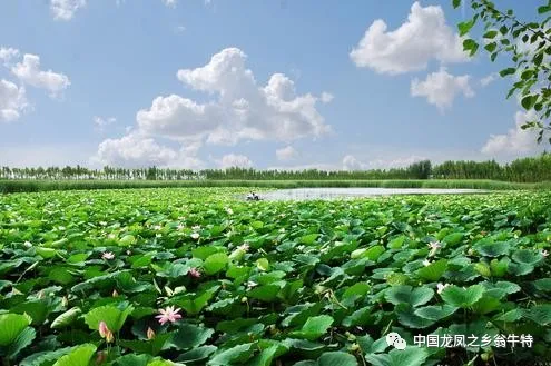 中國龍鳳之鄉&mdash;&mdash;翁牛特