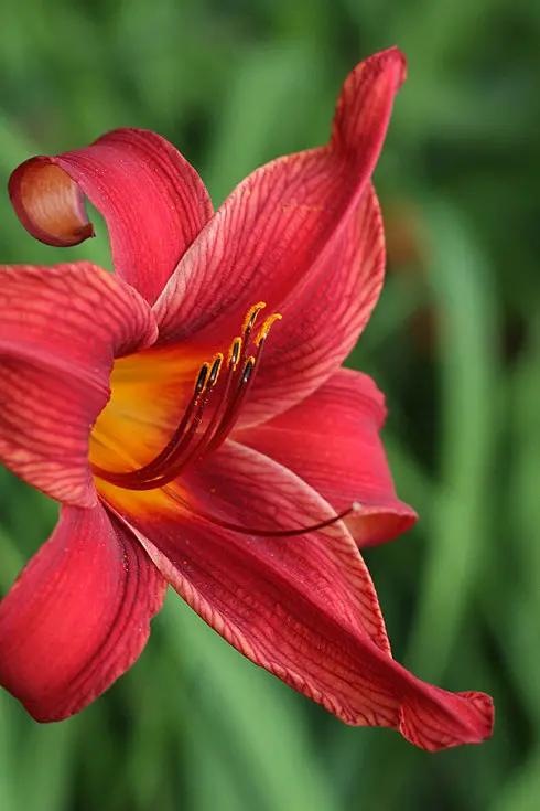 《百花集》(一百九十四) 《百花集》(一百九十四)