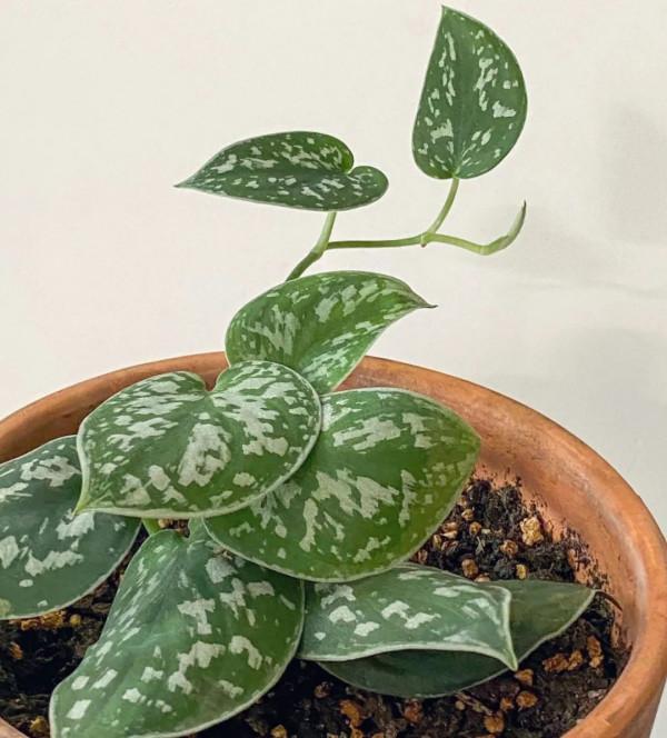 8種葉子長滿白色斑紋的室內觀葉植物,顏值不低,價格不貴 8種葉子長滿白色斑紋的室內觀葉植物,顏值不低,價格不貴