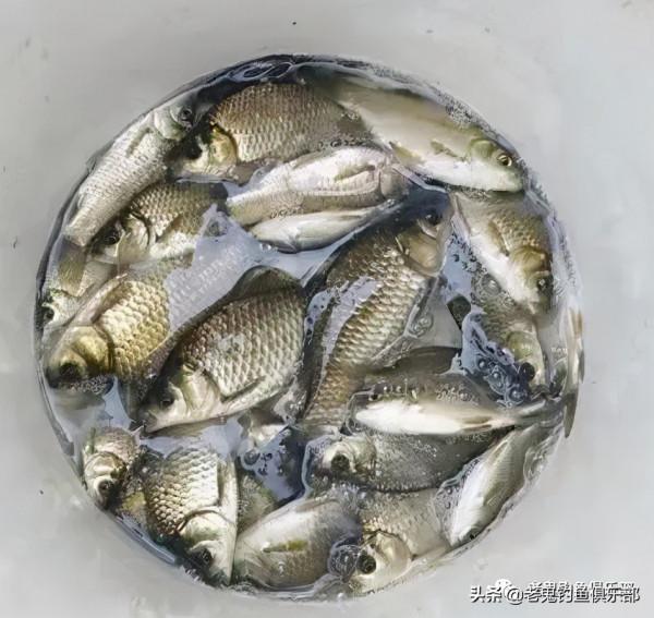 野釣智鬥小雜魚 野釣智鬥小雜魚