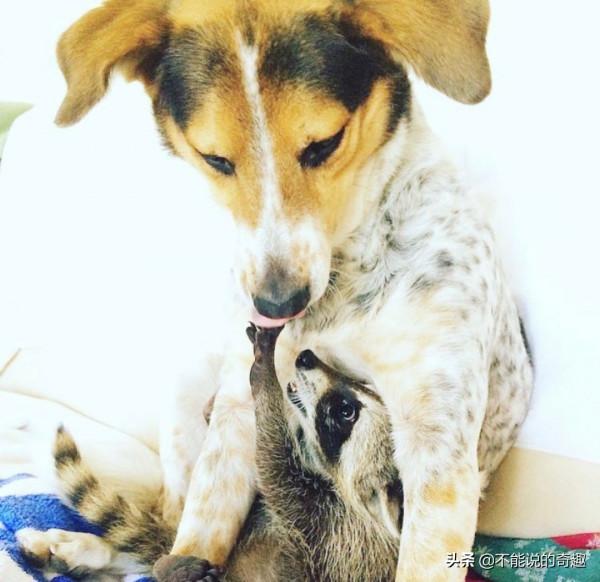 樹上掉下浣熊寶寶,她接納小生命成為家人,見證了一段奇妙的友誼 樹上掉下浣熊寶寶,她接納小生命成為家人,見證了一段奇妙的友誼