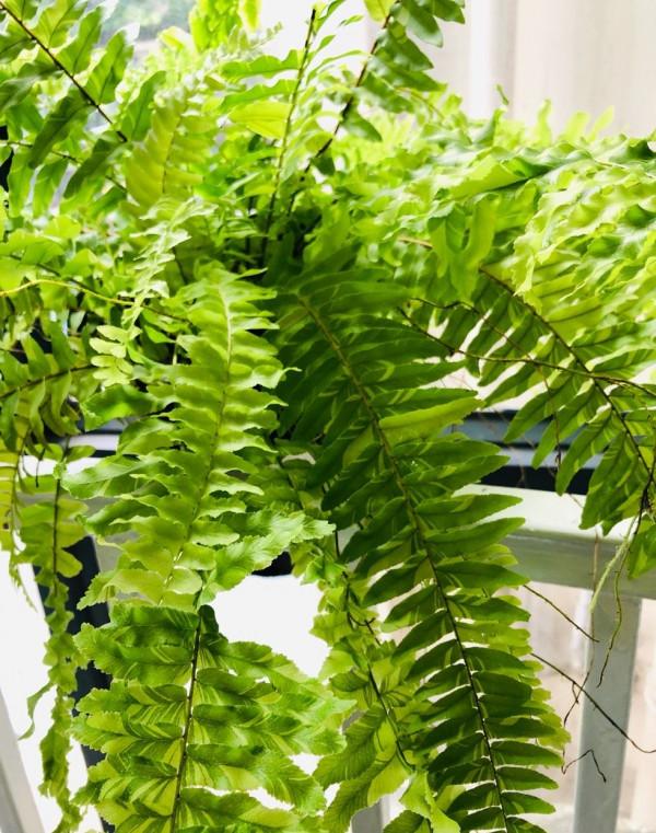 室內光照不足,就養4種耐陰綠植,枝葉翠綠茂盛,有精神有活力 室內光照不足,就養4種耐陰綠植,枝葉翠綠茂盛,有精神有活力