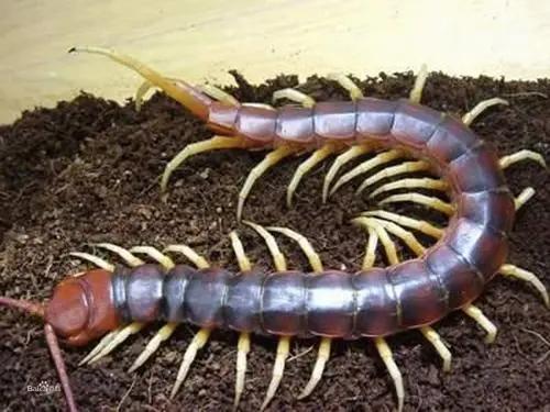 中國常見動植物(動物篇四)