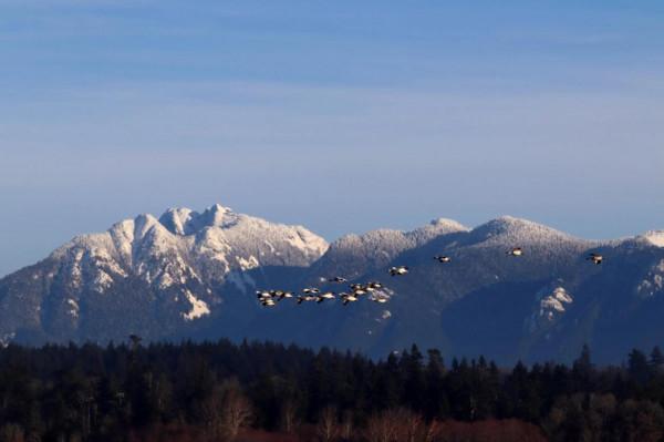 溫哥華飛鳥集