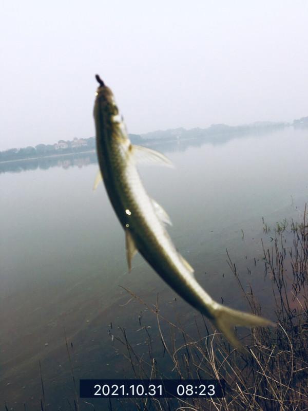 信念如熾,斜風細雨鏖戰團頭湖,周大師分析冬季釣魚技巧 信念如熾,斜風細雨鏖戰團頭湖,周大師分析冬季釣魚技巧