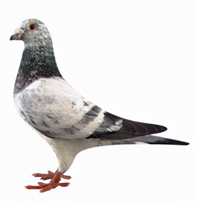 集鴿羽色分不清？看看這家鴿會發布的對照圖