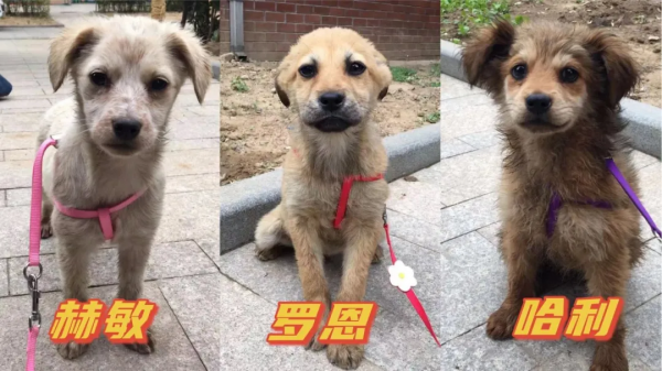 在樹林裡撿到一隻潦草小串串,幾個月後,長成了盛世美顏 在樹林裡撿到一隻潦草小串串,幾個月後,長成了盛世美顏