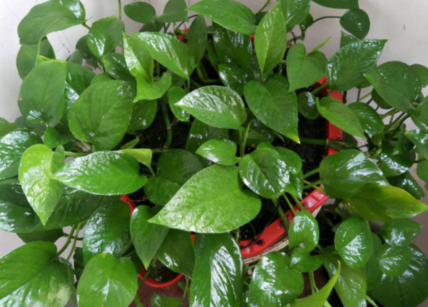 &ZeroWidthSpace;改善衛生間空氣質量，養花就養&OpenCurlyDoubleQuote;這4樣&rdquo;，養眼好活，實用價值高