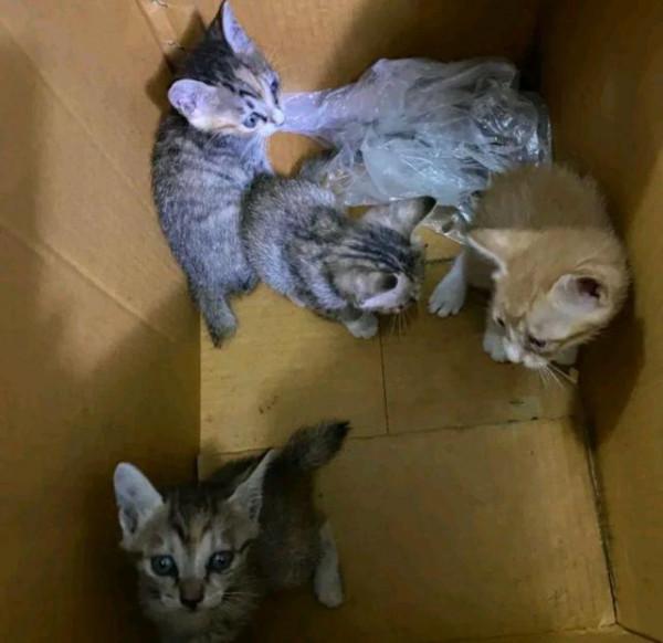 可憐貓媽在路邊叫“救命”,善良小哥趕緊跟它走,貓:救救我孩子 可憐貓媽在路邊叫“救命”,善良小哥趕緊跟它走,貓:救救我孩子