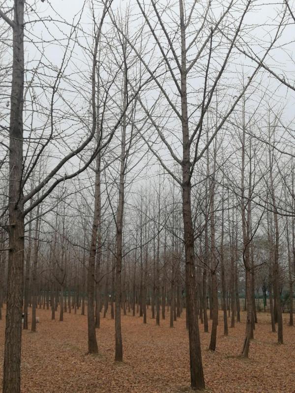 靜音花園眾芳評功記 靜音花園眾芳評功記
