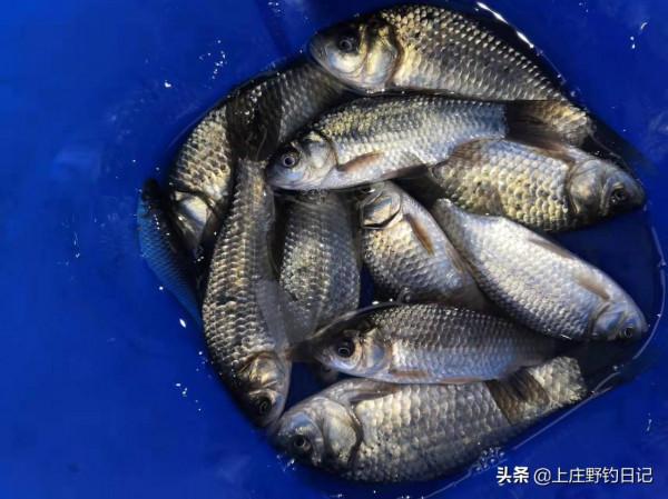 釣魚日記——2022年1月9日（冰釣）