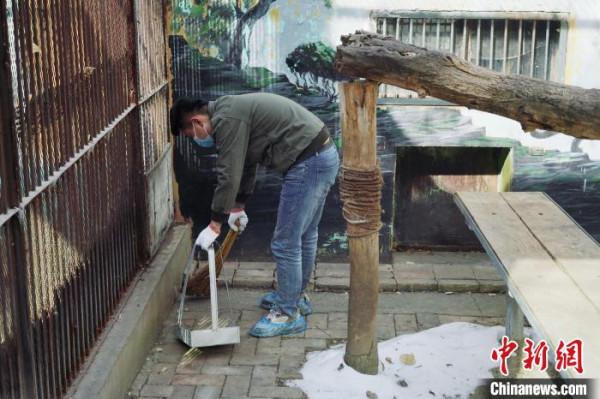 青藏高原野生動物園的雪豹&OpenCurlyDoubleQuote;奶爸&rdquo;