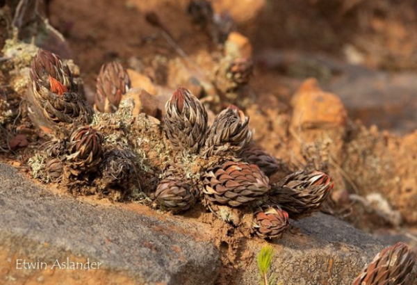 世界那麼大，多肉那麼美，我們一起去看看吧 | 南非多肉欣賞