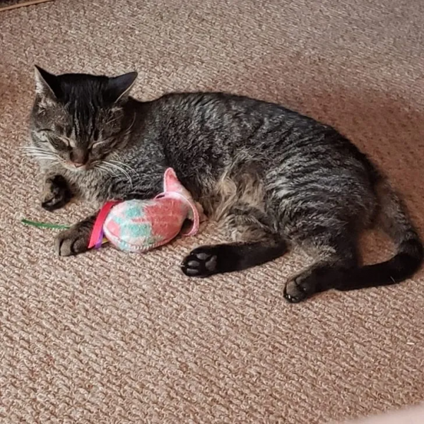 貓咪走失五年，橫跨32公里終於回家團聚！主人淚崩：它還活著