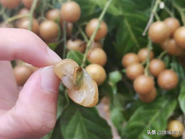 難道只有北方人才吃這些“水果”的？南方朋友：沒吃過，也沒見過