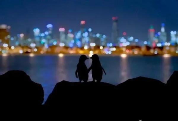 兩隻藍色的小企鵝