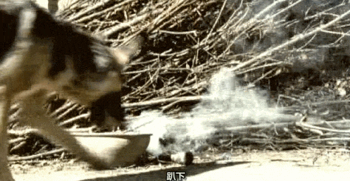 熱播新劇被疑虐殺動物，遭全網抵制：這世間，真的有因果報應