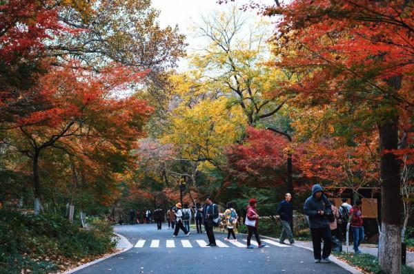 今年秋天一定要去下南京棲霞山，中國四大賞楓勝地之一，風景絕美