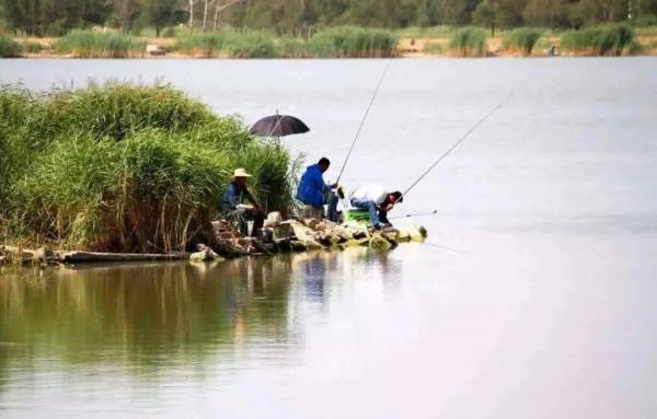 立春過後釣鯽鯉，出現這兩種情況選擇釣浮，其他時候一概釣底