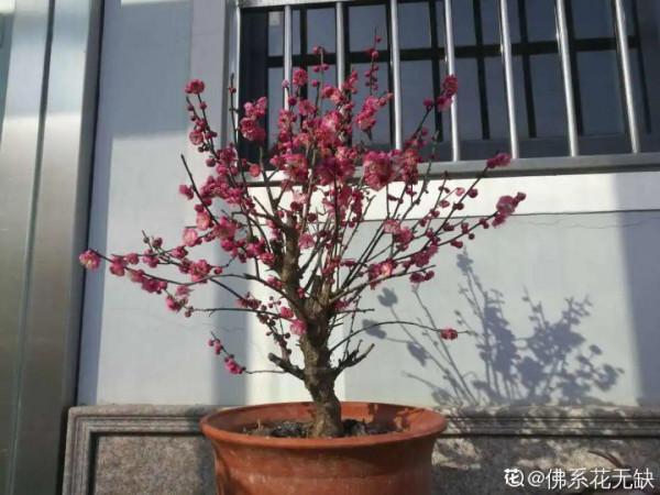 八種花,養成老樁最“旺家”,開花倍有精神氣兒 八種花,養成老樁最“旺家”,開花倍有精神氣兒