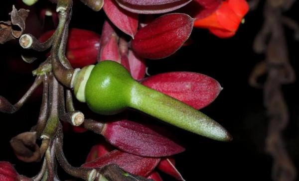 它那一片片橢圓形葉子一朵朵美麗的花兒都在金色的陽光中點頭含笑