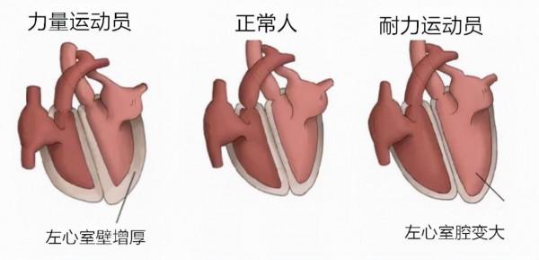 每一位健身肌肉男的身體，都藏著一顆強大的心臟