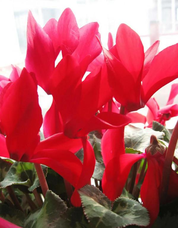 適合秋季養的10種花,代表冬天還能做年宵花,養在家裡紅火喜慶 適合秋季養的10種花,代表冬天還能做年宵花,養在家裡紅火喜慶