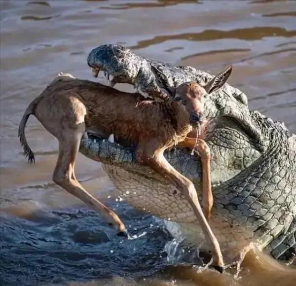 動物界難得一見的奇葩景象,太驚豔了,無比驚歎,讓人過目不忘 動物界難得一見的奇葩景象,太驚豔了,無比驚歎,讓人過目不忘