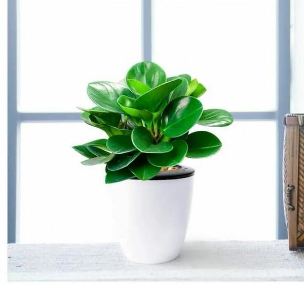 100種觀葉植物 | No.8 豆瓣綠養護攻略 100種觀葉植物 | No.8 豆瓣綠養護攻略