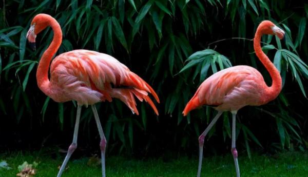 66張圖片帶你看看，那些有著驚豔“顏值”的動物