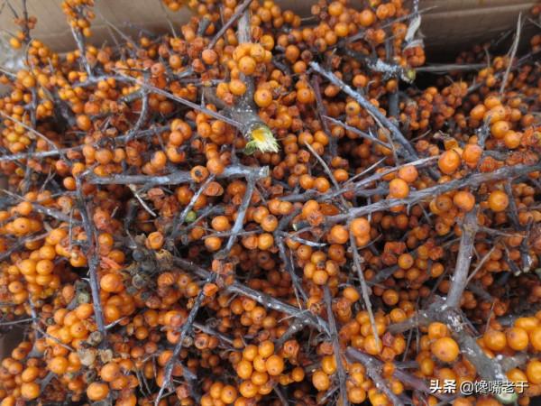 難道只有北方人才吃這些“水果”的？南方朋友：沒吃過，也沒見過