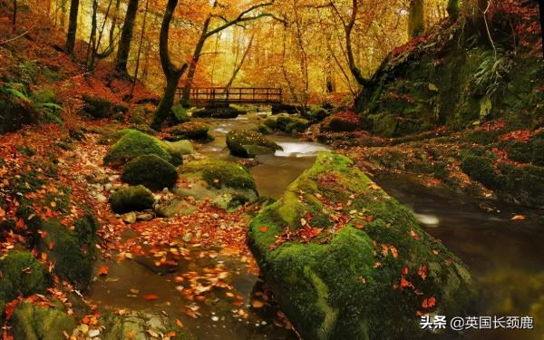 你還記得深秋英國的樣子嗎?若你還在,與你共享 你還記得深秋英國的樣子嗎?若你還在,與你共享