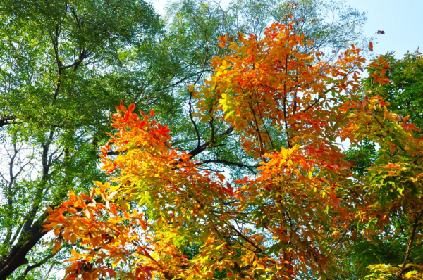 北京市屬公園賞秋指南