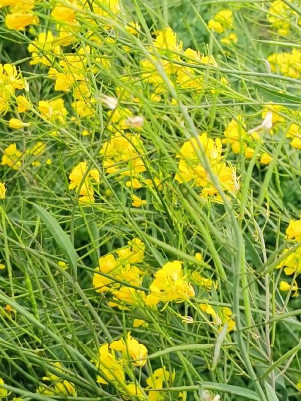 黃花錦簇白馬湖