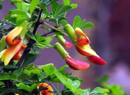 金雀花一一你吃過嗎？