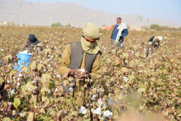 阿富汗：收穫棉花