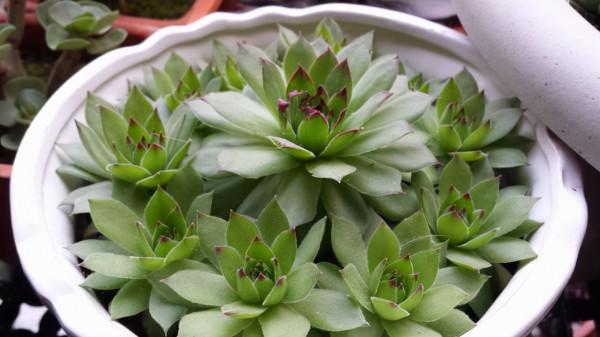 10元錢就能“買齊”的4款多肉，葉片像蓮花，皮實好養，適合新手