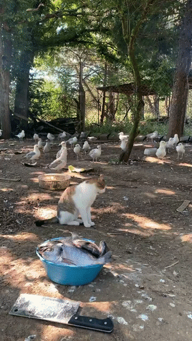 因為愛，他把農場變成了動物樂園，不僅有貓有狗，還有馬和海鷗