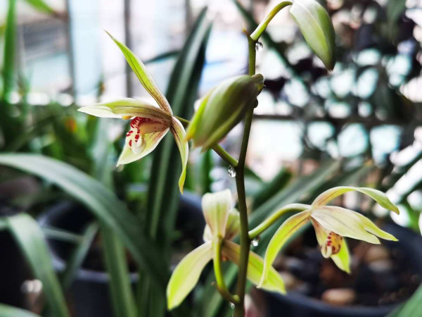 3種花新手還是放棄吧，買了就等於浪費錢，很難養活