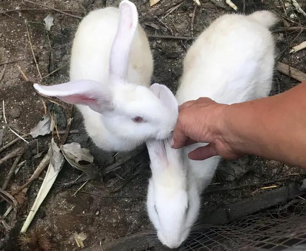 農村養兔,未來有兩大趨勢,養殖戶可以抓住商機 農村養兔,未來有兩大趨勢,養殖戶可以抓住商機
